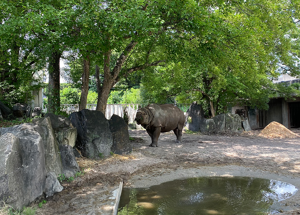 食事中のインドサイ|東山動植物園